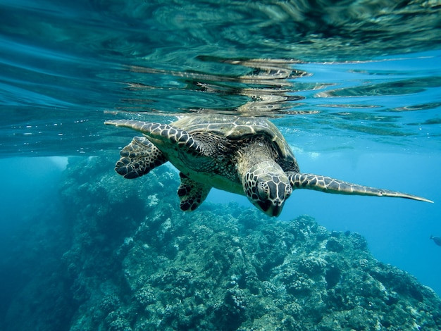 Beneath the Surface: The Plastic Crisis